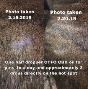 CBD Pet Products for Skin Conditions